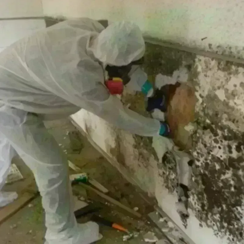 Mold Remediation and Removal in Norton, OH